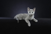 Picture of 10 week old Russian Blue kitten, looking at camera