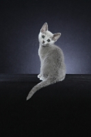 Picture of 10 week old Russian Blue kitten looking back
