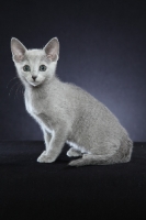 Picture of 10 week old Russian Blue kitten, sitting down