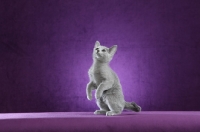 Picture of 10 week old Russian Blue kitten on purple background