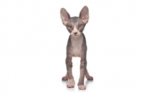 Picture of 10 week old Sphynx kitten, front view