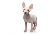 Picture of 10 week old Sphynx kitten