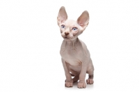 Picture of 10 week old Sphynx kitten