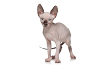 Picture of 10 week old Sphynx kitten