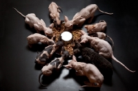 Picture of 11 kittens eating at the same time