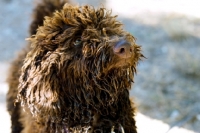 Picture of 11 month old poodle in pet clip