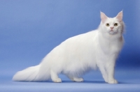 Picture of 11 month old white Maine Coon, side view