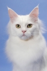Picture of 11 month old white Maine Coon, portrait