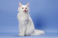 Picture of 11 month old white Maine Coon, licking lips
