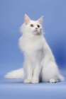 Picture of 11 month old white Maine Coon, sitting down