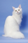 Picture of 11 month old white Maine Coon