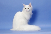 Picture of 11 month old white Maine Coon