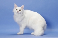 Picture of 11 month old white Maine Coon