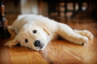 Picture of 11 week old Golden Retriever puppy