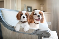 Picture of 12 week and 1 year old Cavalier King Charles Spaniel

