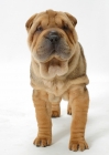 Picture of 12 week old sable Shar Pei, front view