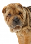 Picture of 12 week old sable Shar Pei portrait