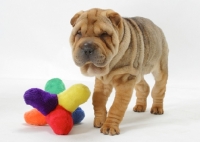 Picture of 12 week old sable Shar Pei with toy