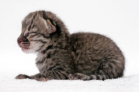 Picture of 1 week old Geoffroy's kitten, Brown Spotted Tabby