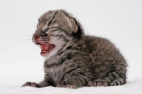 Picture of 1 week old Geoffroy's kitten, Brown Spotted Tabby