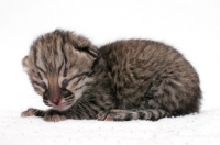 Picture of 1 week old Geoffroy's kitten, Brown Spotted Tabby