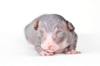 Picture of 1 week old Sphynx kitten, eyes closed