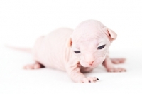 Picture of 1 week old Sphynx kitten