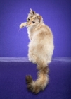 Picture of 1 year 5 month Seal Silver Torbie Point and White LaPerm Female, sitting, paw raised.