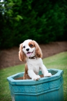 Picture of 1 year old Cavalier King Charles Spaniel