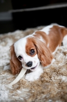 Picture of 1 year old Cavalier King Charles Spaniel chewing toy