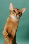 Picture of 1 year old ruddy (usual) Abyssinian cat