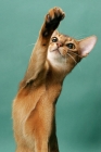 Picture of 1 year old ruddy (usual) Abyssinian cat, reaching 