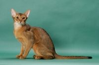 Picture of 1 year old ruddy (usual) Abyssinian cat