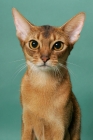 Picture of 1 year old ruddy (usual) Abyssinian cat, portrait