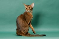 Picture of 1 year old ruddy (usual) Abyssinian cat, back view
