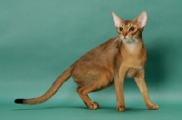 Picture of 1 year old ruddy (usual) Abyssinian cat
