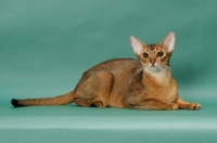 Picture of 1 year old ruddy (usual) Abyssinian cat, lying down