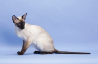 Picture of 1 year old seal point Siamese sitting down