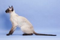 Picture of 1 year old seal point Siamese sitting down