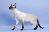 Picture of 1 year old seal point Siamese standing