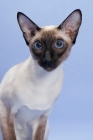 Picture of 1 year old seal point Siamese portrait