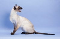 Picture of 1 year old seal point Siamese meowing
