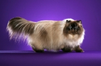 Picture of 2.3 year old Seal Point Himalayan Neuter, walking right looking at us in a conformation pose.  International Winner, Regional Winner, Supreme Grand Champion. (Aka: Persian or Himalayan)