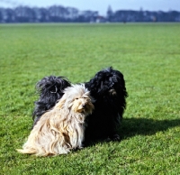 Picture of 2  champion tibetan terriers 