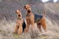 Picture of 2 Airedale Terriers looking at camera