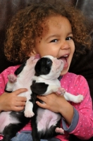 Picture of 2 Boston Terrier puppies with young girl