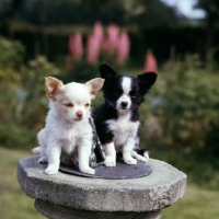 Picture of 2 chihuahuas dangerously perched on sundial as 'cute' photograph