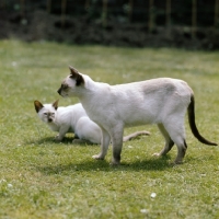 Picture of 2 chocolate point siamese cats, ch reoky shim-way, with friend