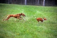Picture of 2 hounds from africa, azawakh and basenji galloping together