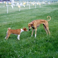 Picture of 2 hounds from africa: basenji and azawakh meeting